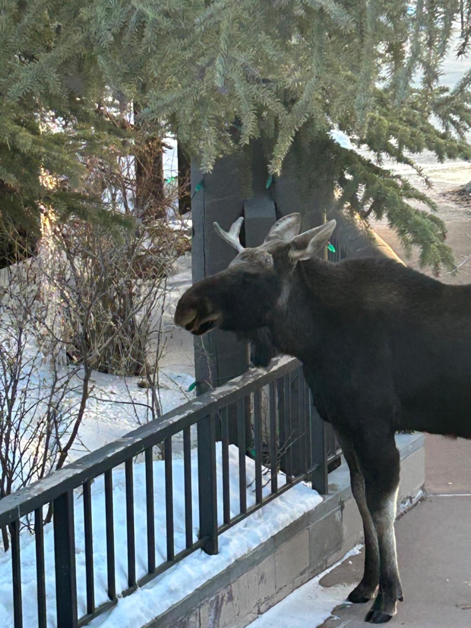 Red Hawk Lodge 2222 By Summitcove Lodging Keystone Buitenkant foto
